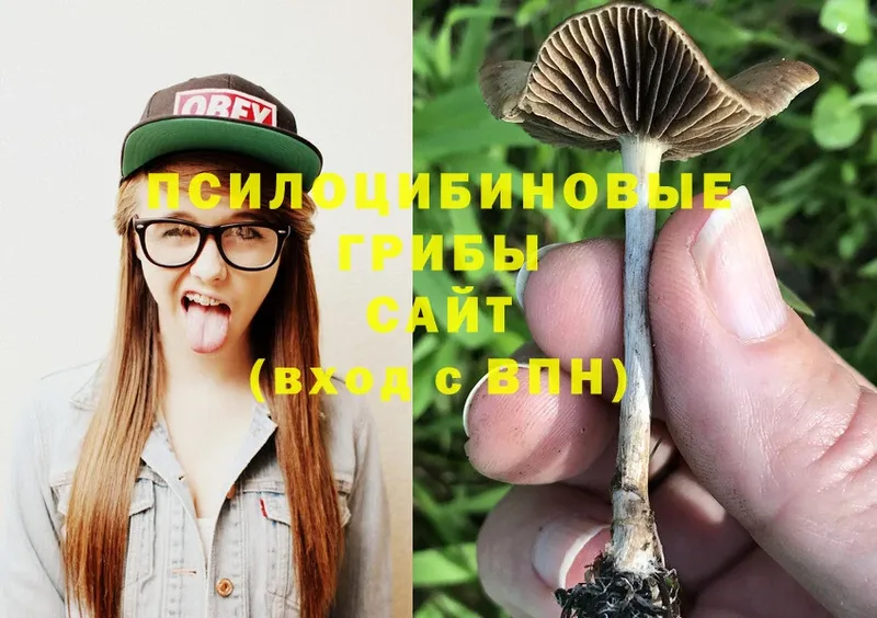 Псилоцибиновые грибы Psilocybe  купить наркотик  Данилов 